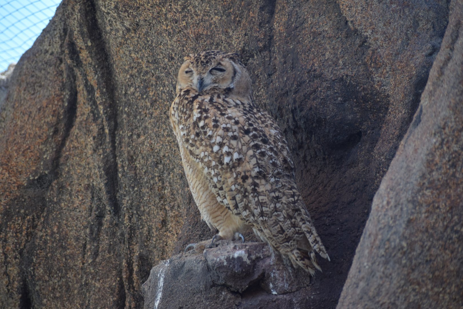 Desert eagle owl - Al Hefaiyah Conservation Centre