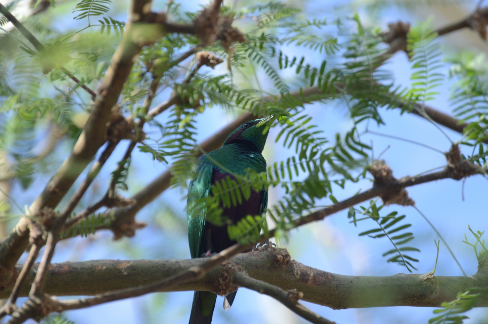 Desert - Emerald Starling (Lamprotornis iris)