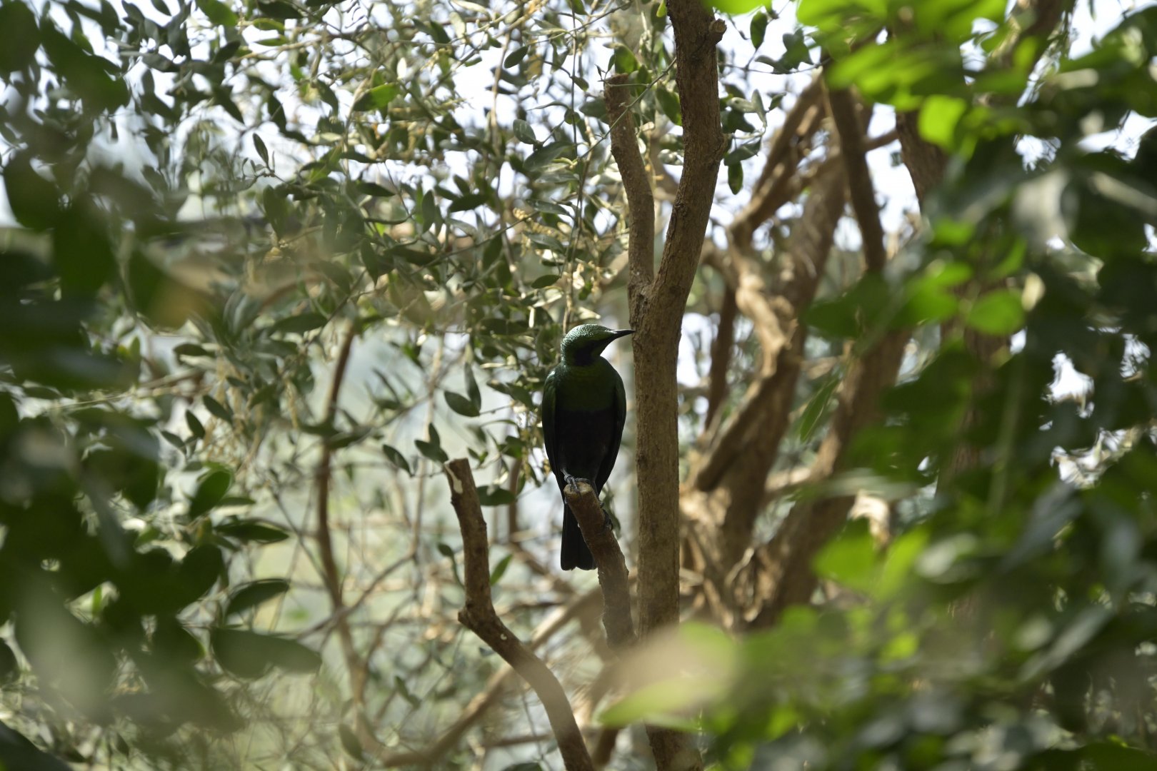 Desert - Emerald Starling (Lamprotornis iris)