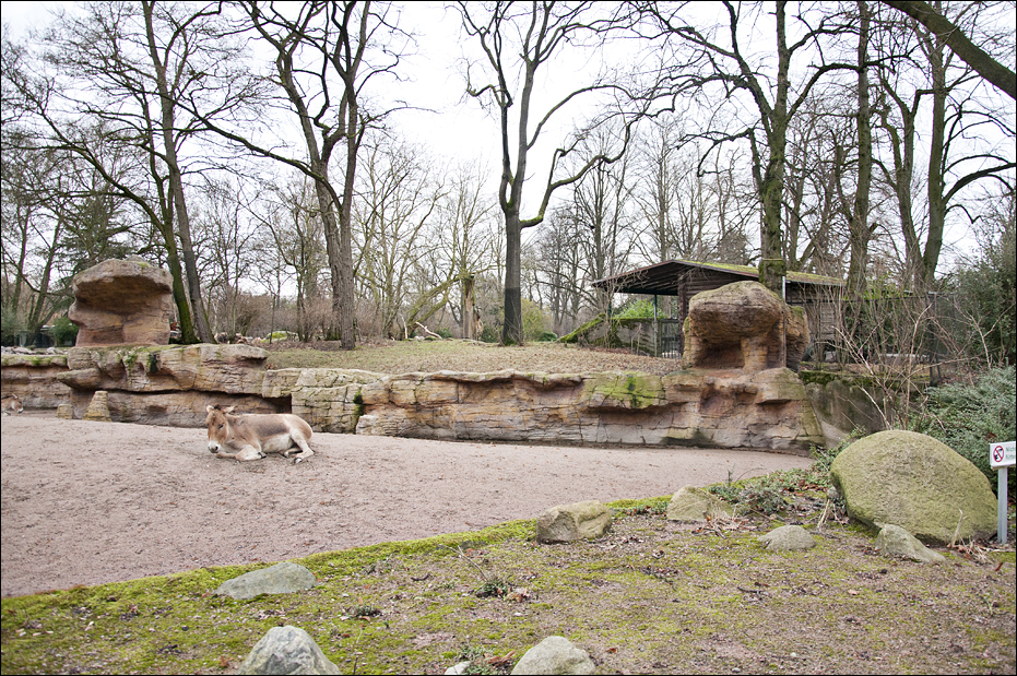 Desert enclosure at Hamburg