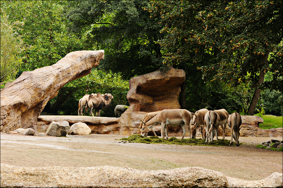 Desert enclosures at Hamburg