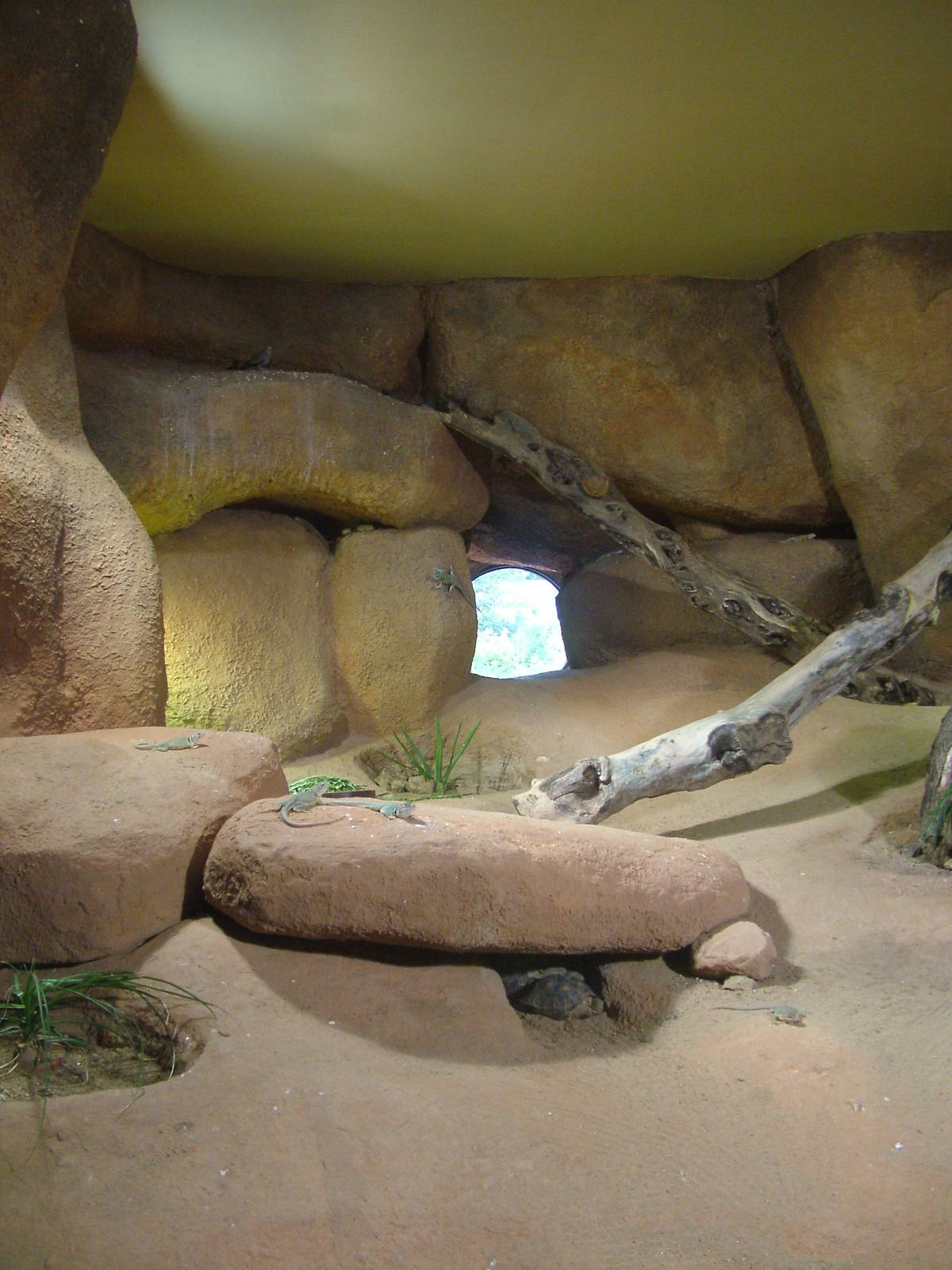 Desert exhibit in the Cat House/Terrarium building at Prague, 24/05/10