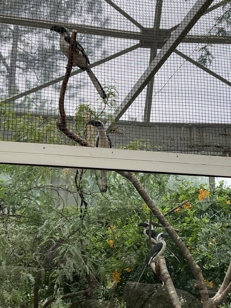 Desert: Female Hornbills