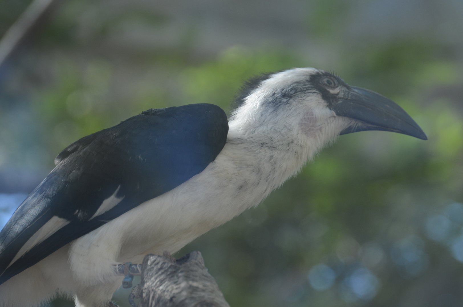 Desert - Female Von Der Decken's Hornbill (Tockus deckeni)
