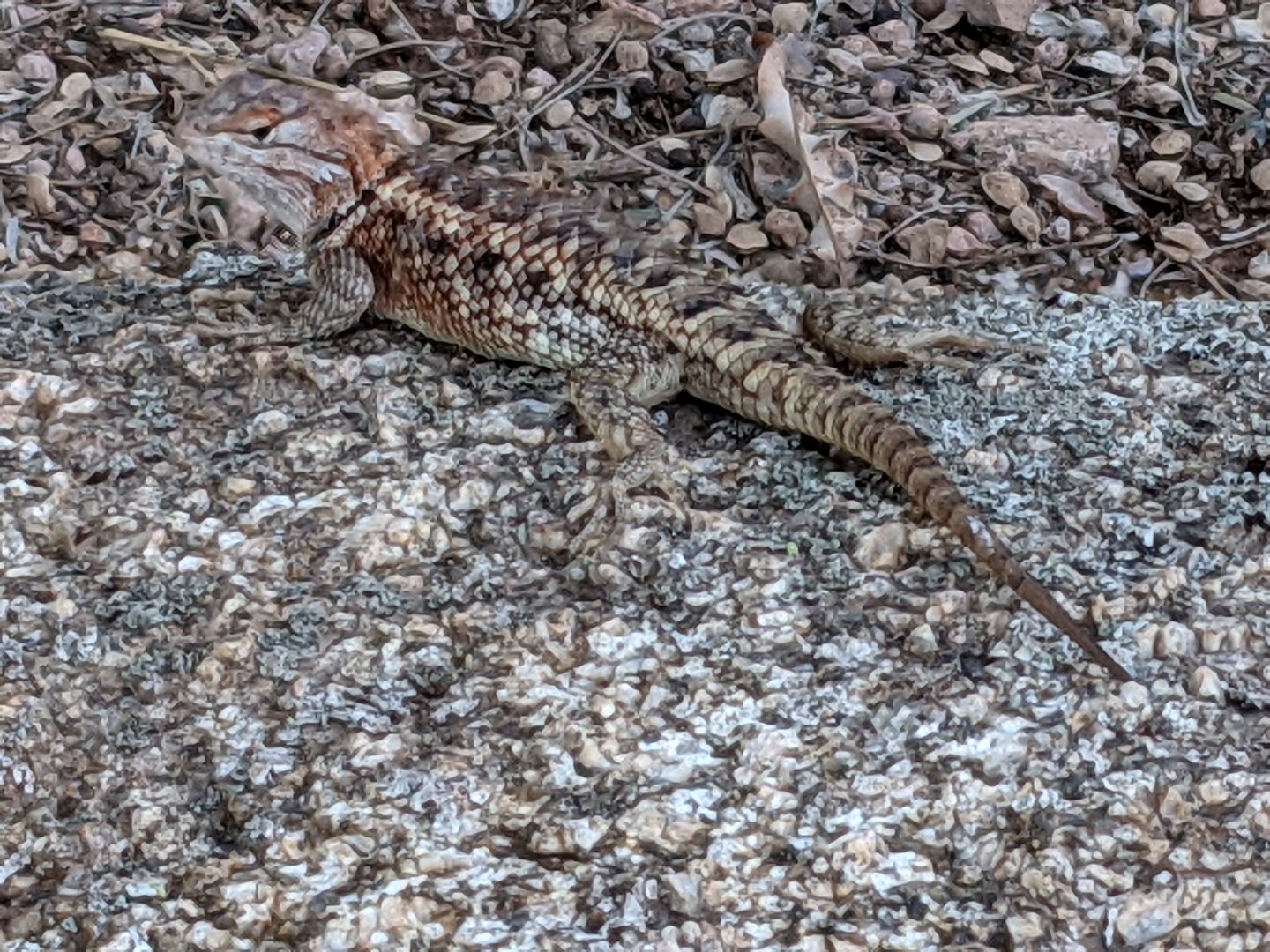 Desert fence lizard (Sceloporus magister)