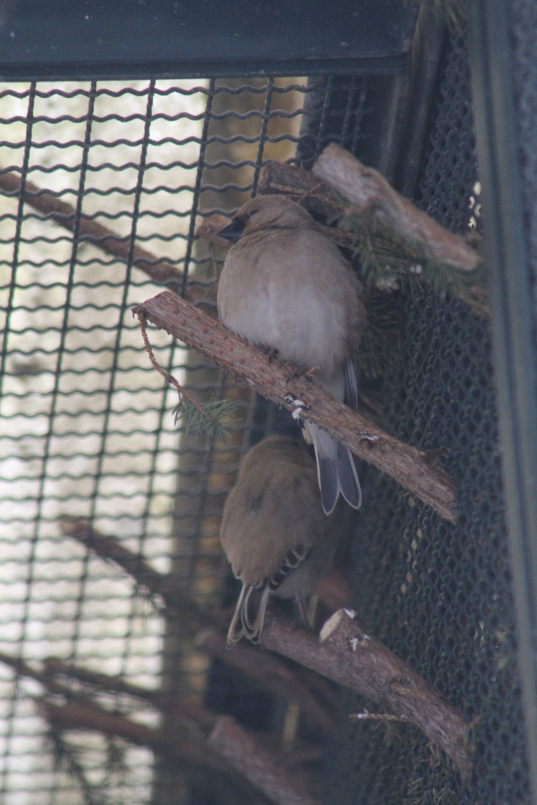 Desert Finch (Carduelis obsoleta)