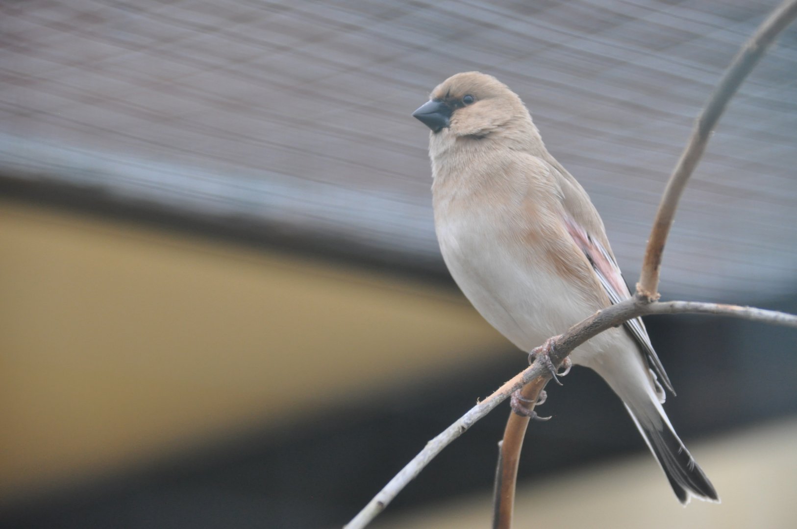 Desert finch/ Rhodopechys obsoleta