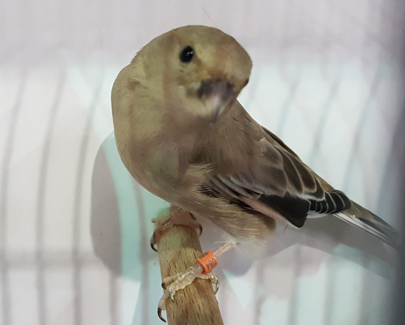 Desert finch - Rhodospiza obsoleta