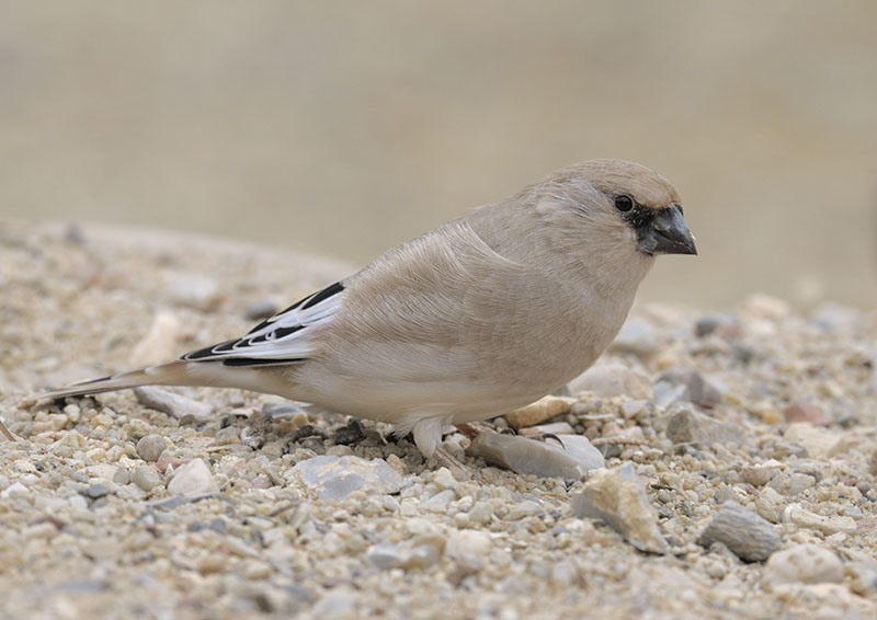 Desert finch