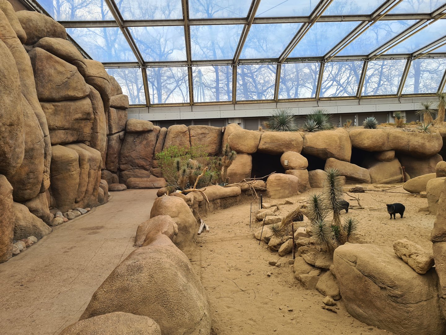 Desert - First area and Collared peccary enclosure