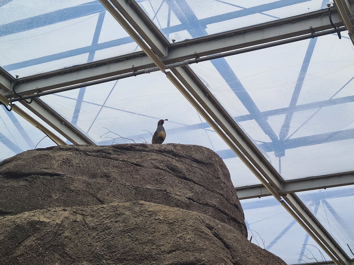 Desert - Gambel's quail