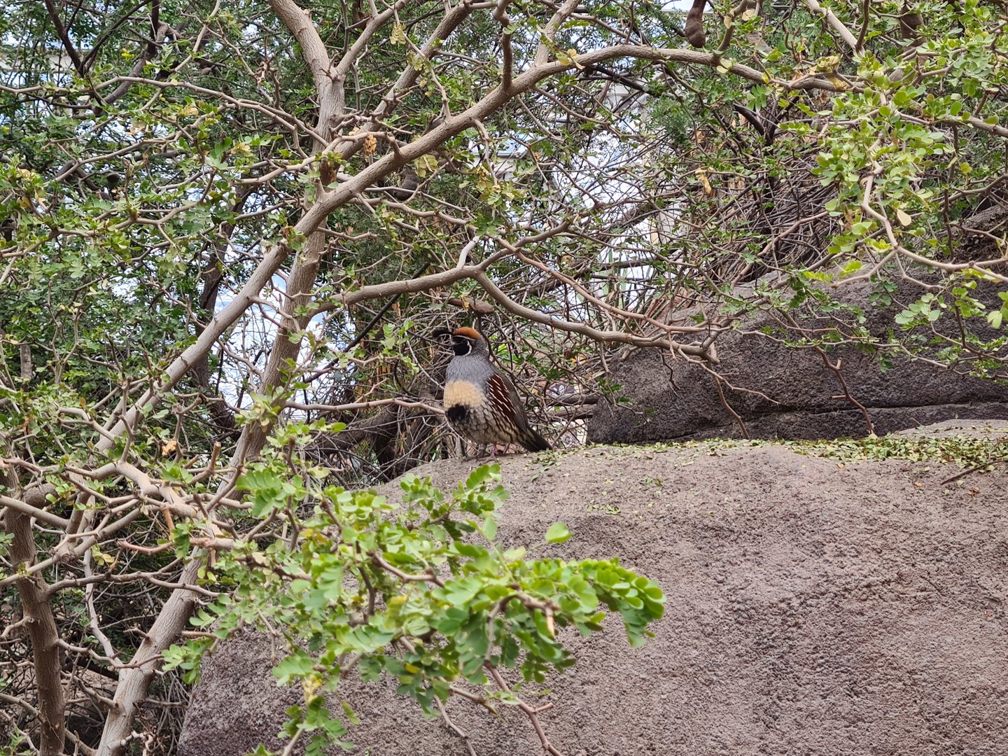 Desert - Gambel's quail