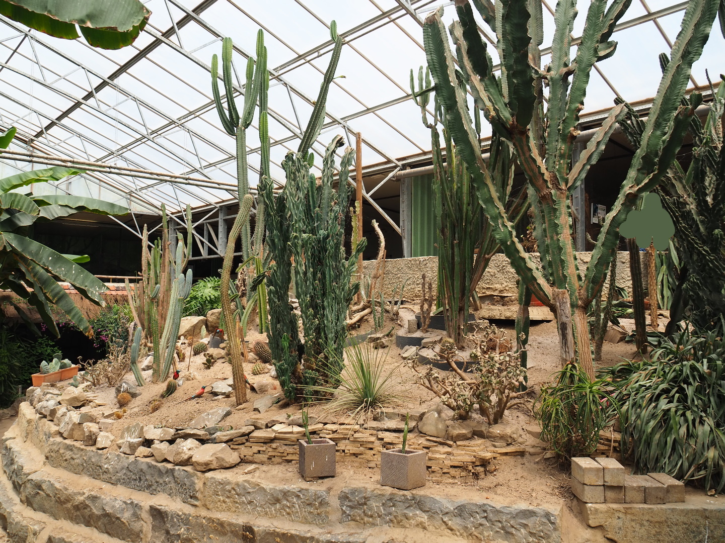 Desert garden area in the tropical hall, 2021-06-15