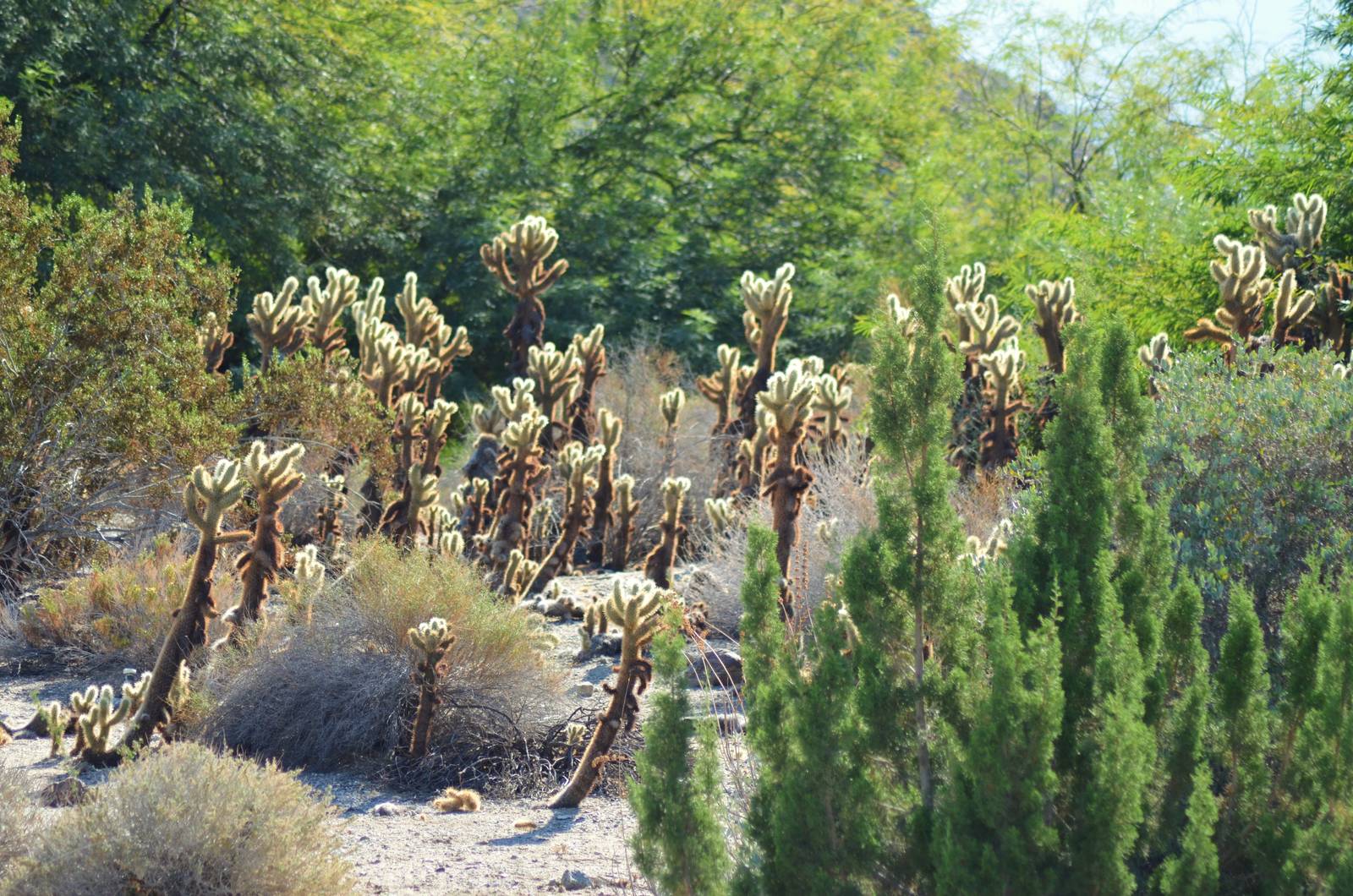 Desert Garden