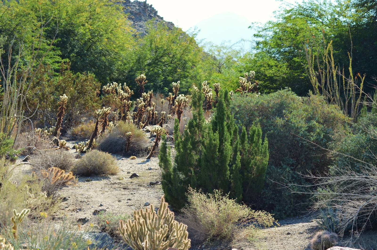 Desert Garden