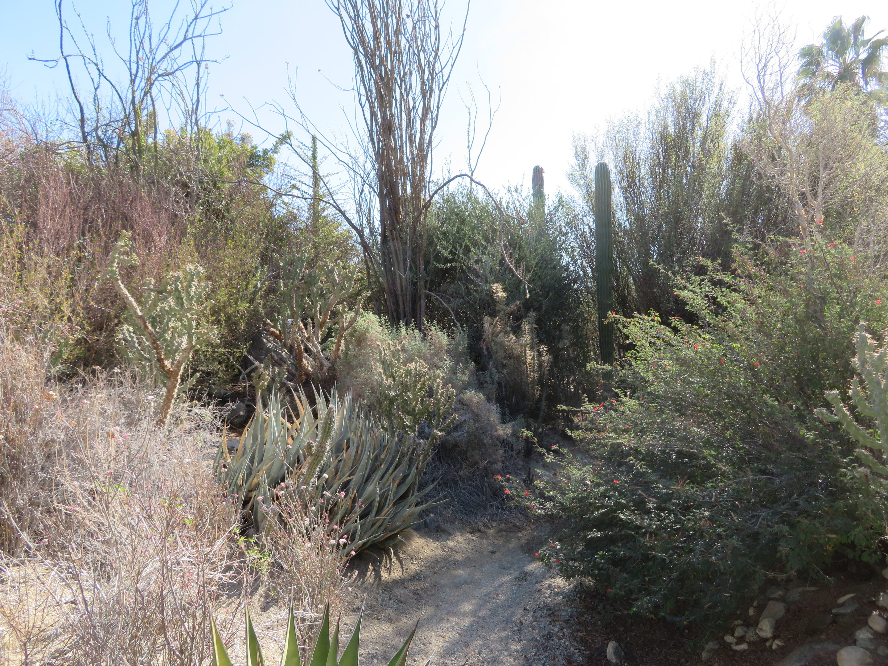 Desert Garden