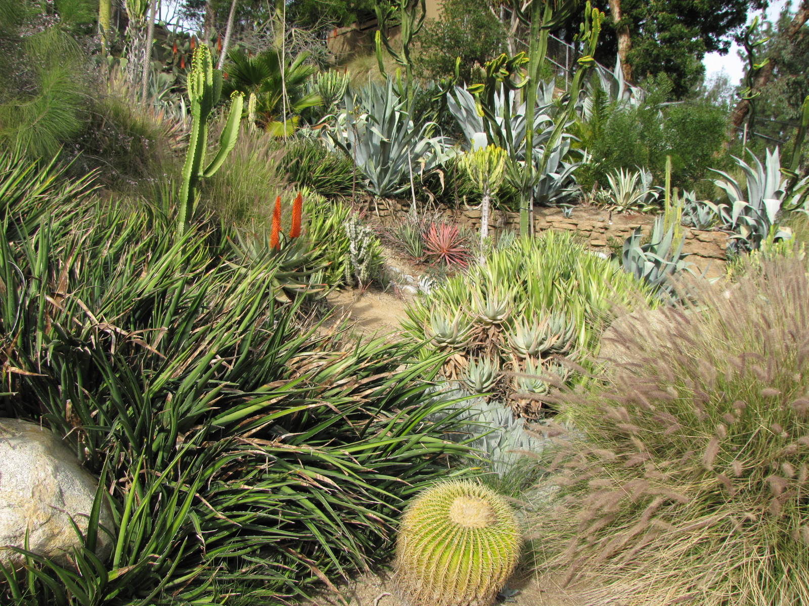 Desert Garden