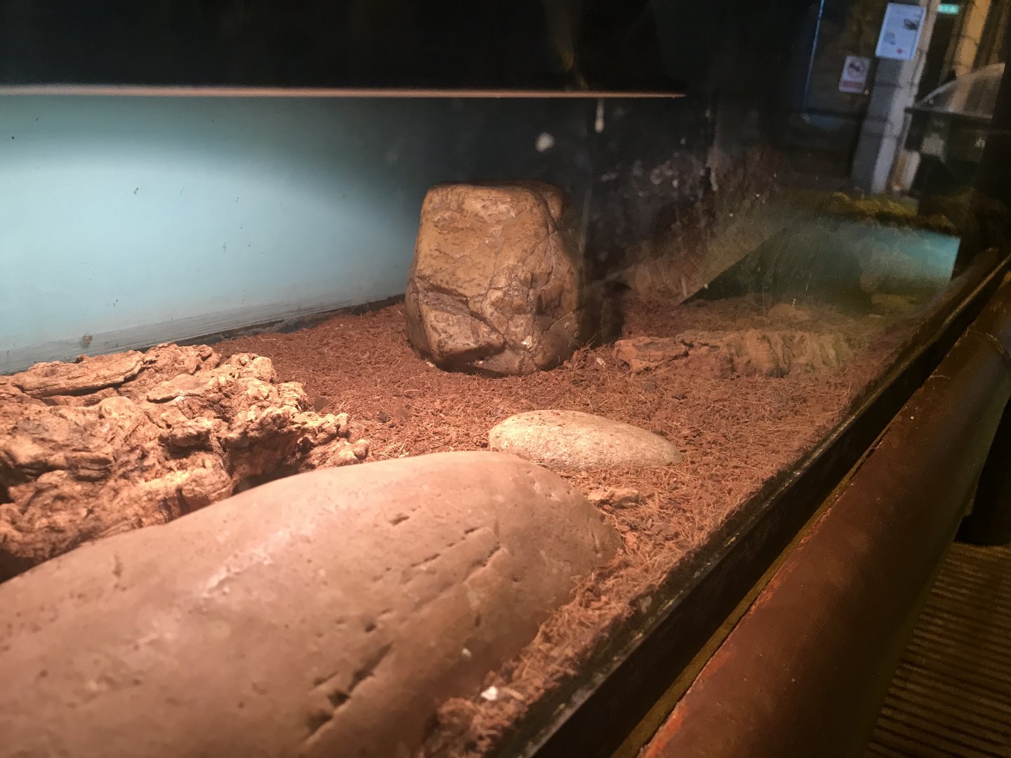 Desert gecko enclosure