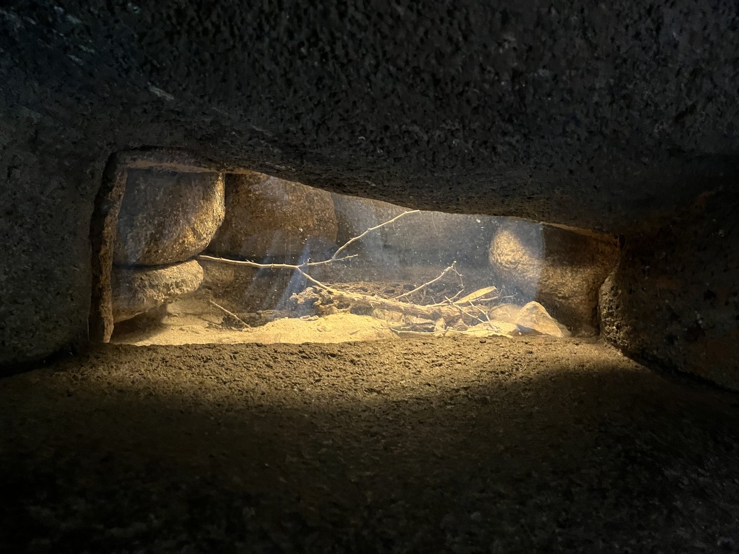 Desert- Giant hairy scorpion enclosure 6.7.23