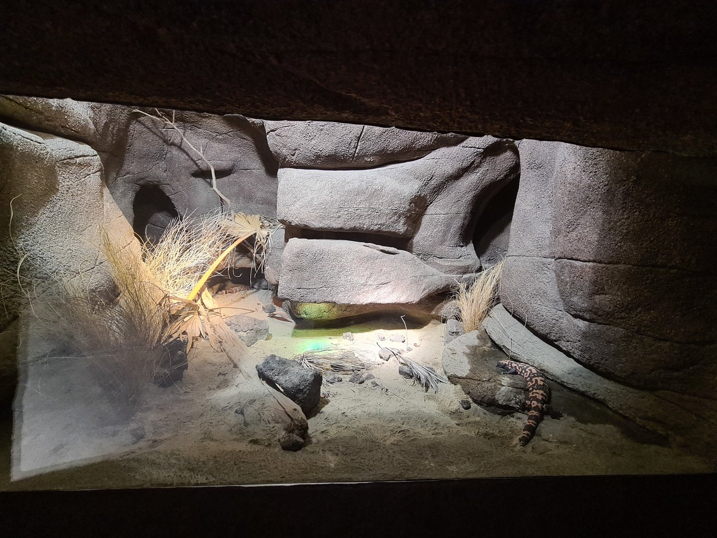 Desert - Gila monster enclosure