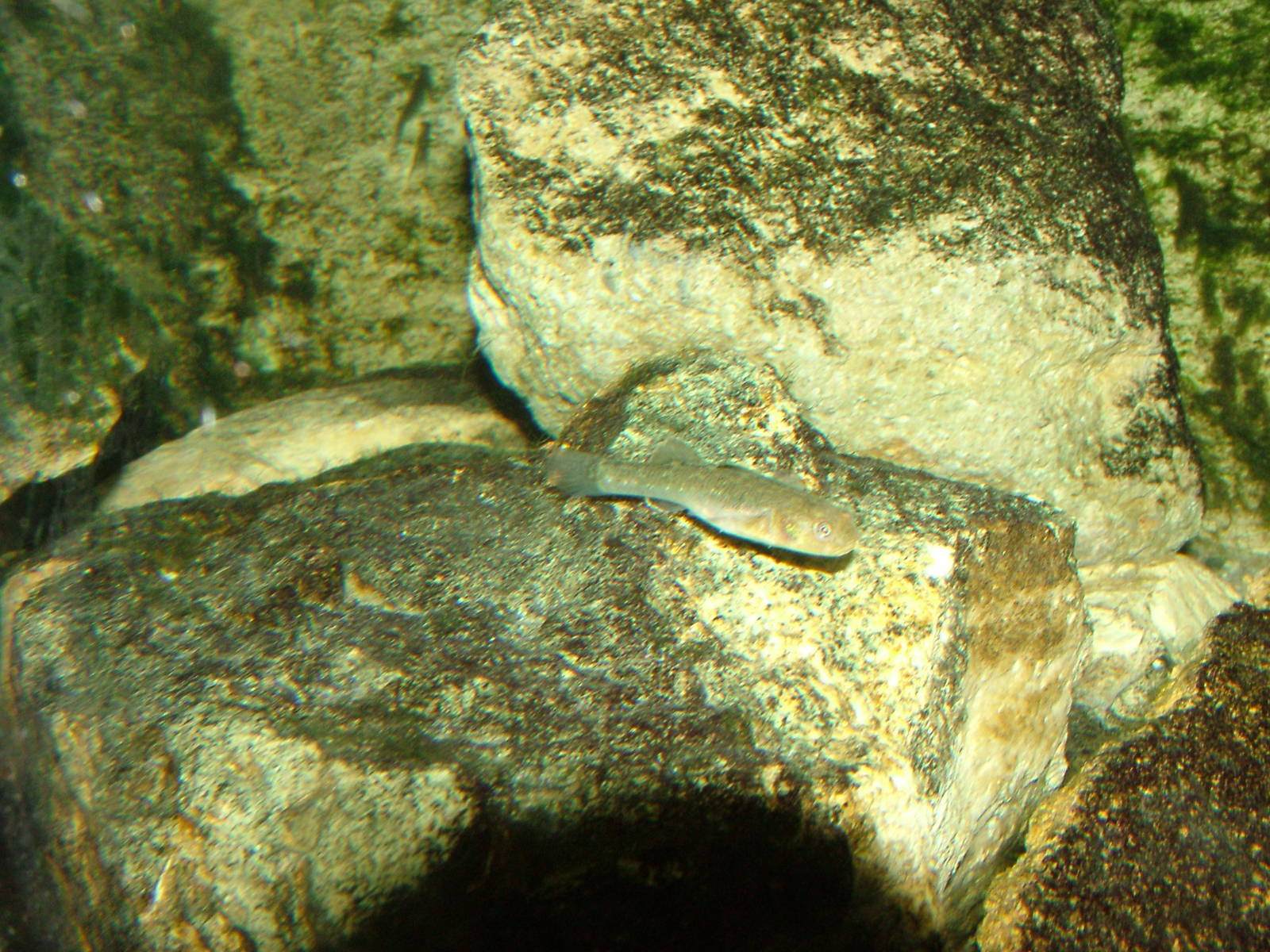 Desert Goby at Frankfurt 31/08/10