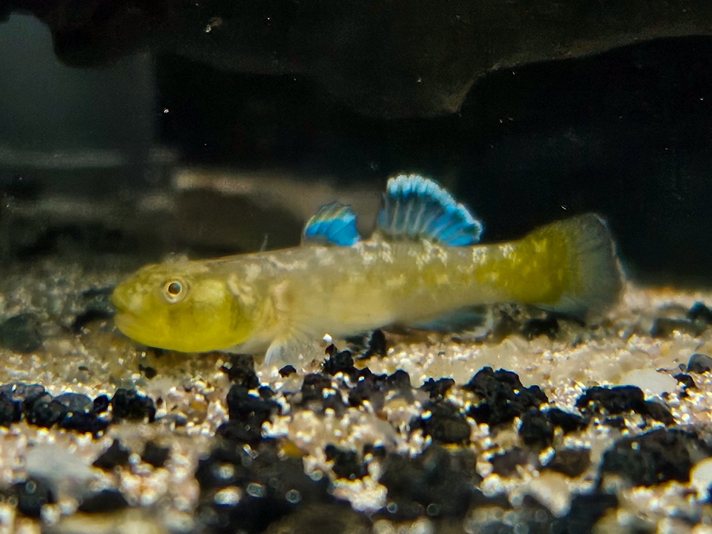 Desert Goby (Chlamydogobius eremius)