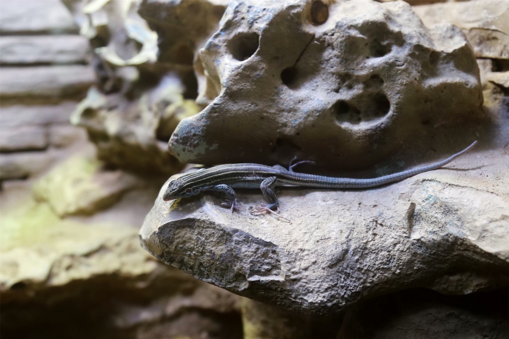 Desert Grassland Whiptail Lizard (Aspidoscelis uniparens)