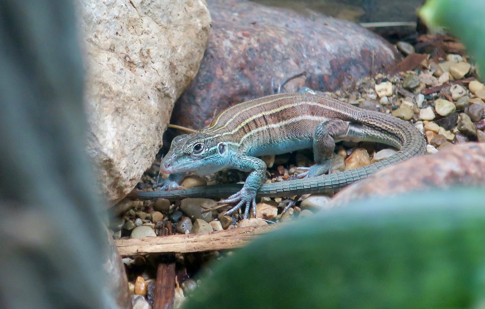 Desert Grassland Whiptail Lizard (Aspidoscelis uniparens)