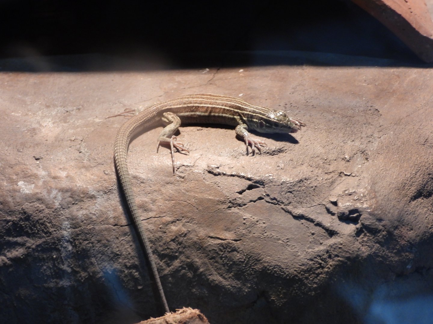 Desert grassland whiptail lizard