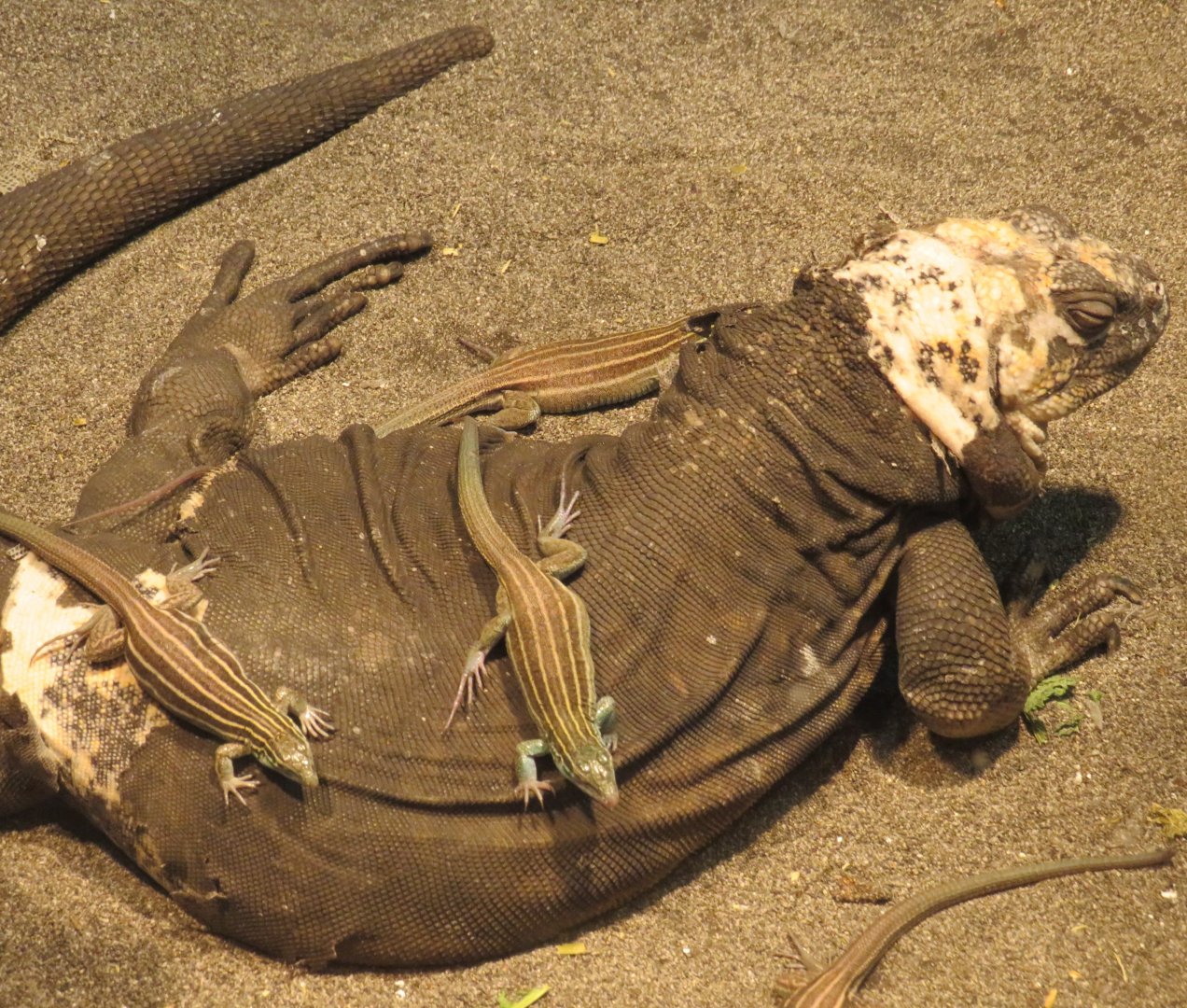 Desert grassland whiptail lizards on a San Esteban chuckwalla