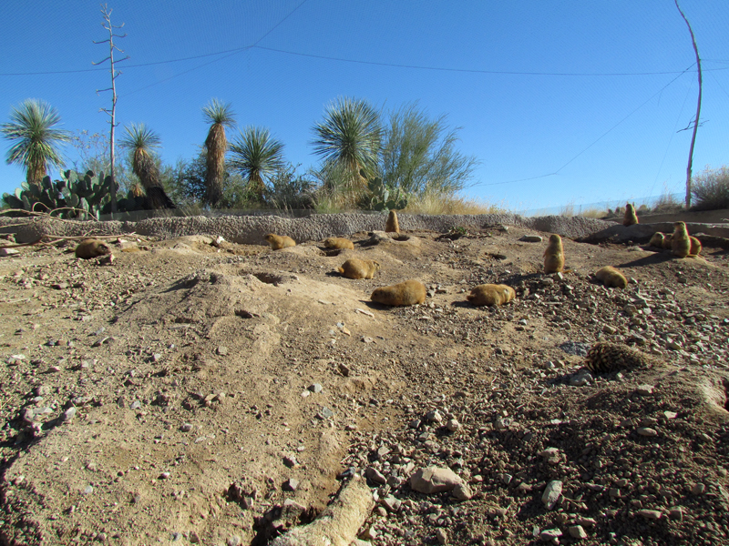 Desert Grasslands - Black-tailed Prairie-dog Exhibit