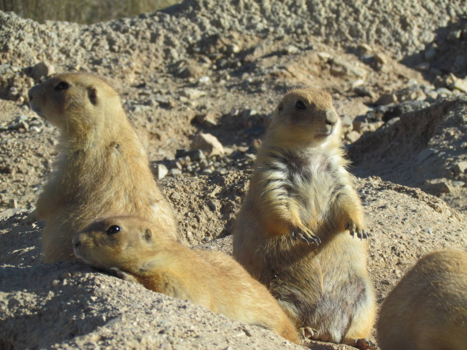 Desert Grasslands - Black-tailed Prairie Dog