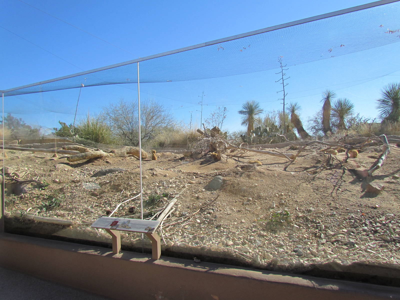 Desert Grasslands - Black-tailed Prairie Dog