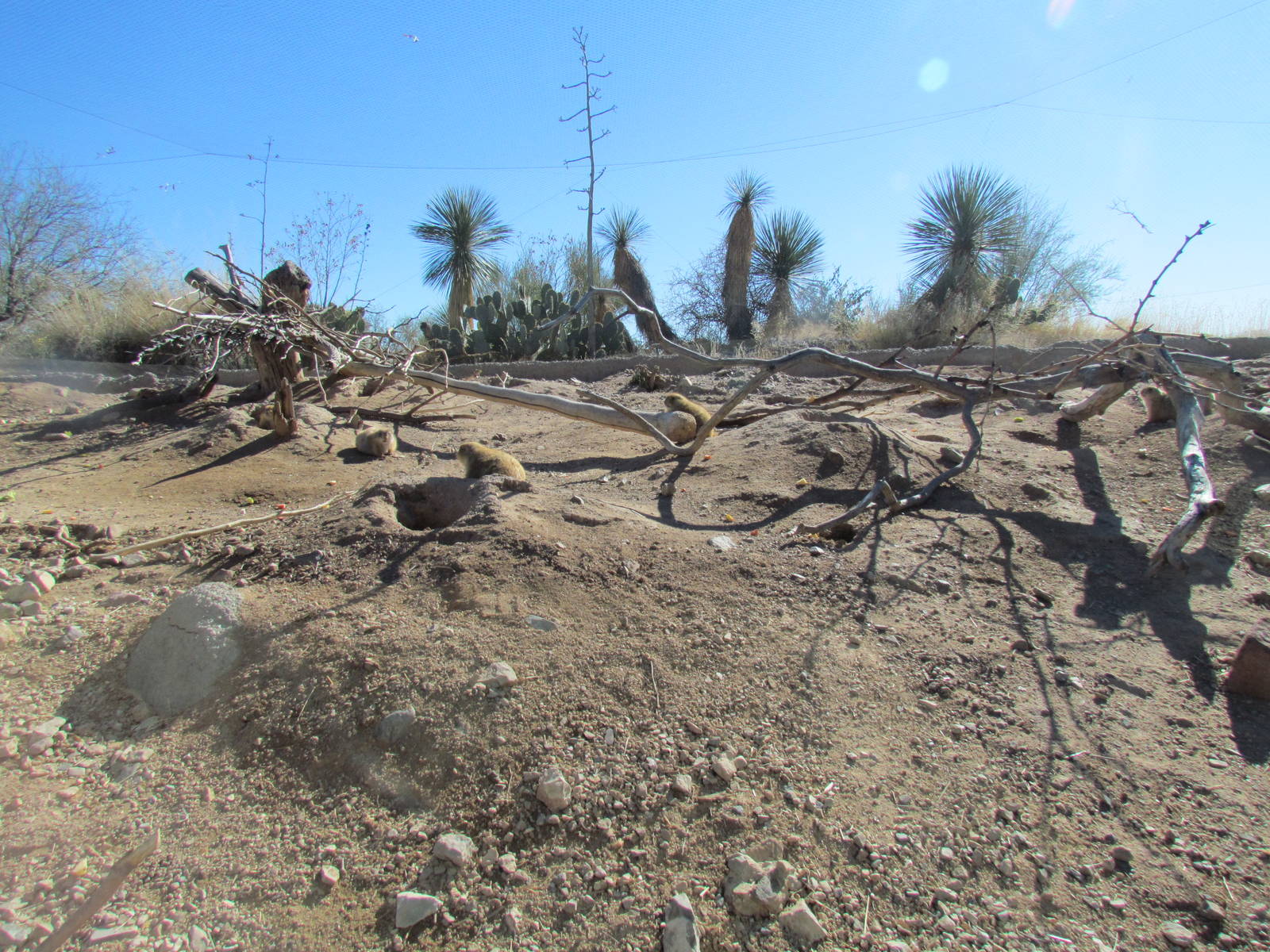 Desert Grasslands - Black-tailed Prairie Dogs