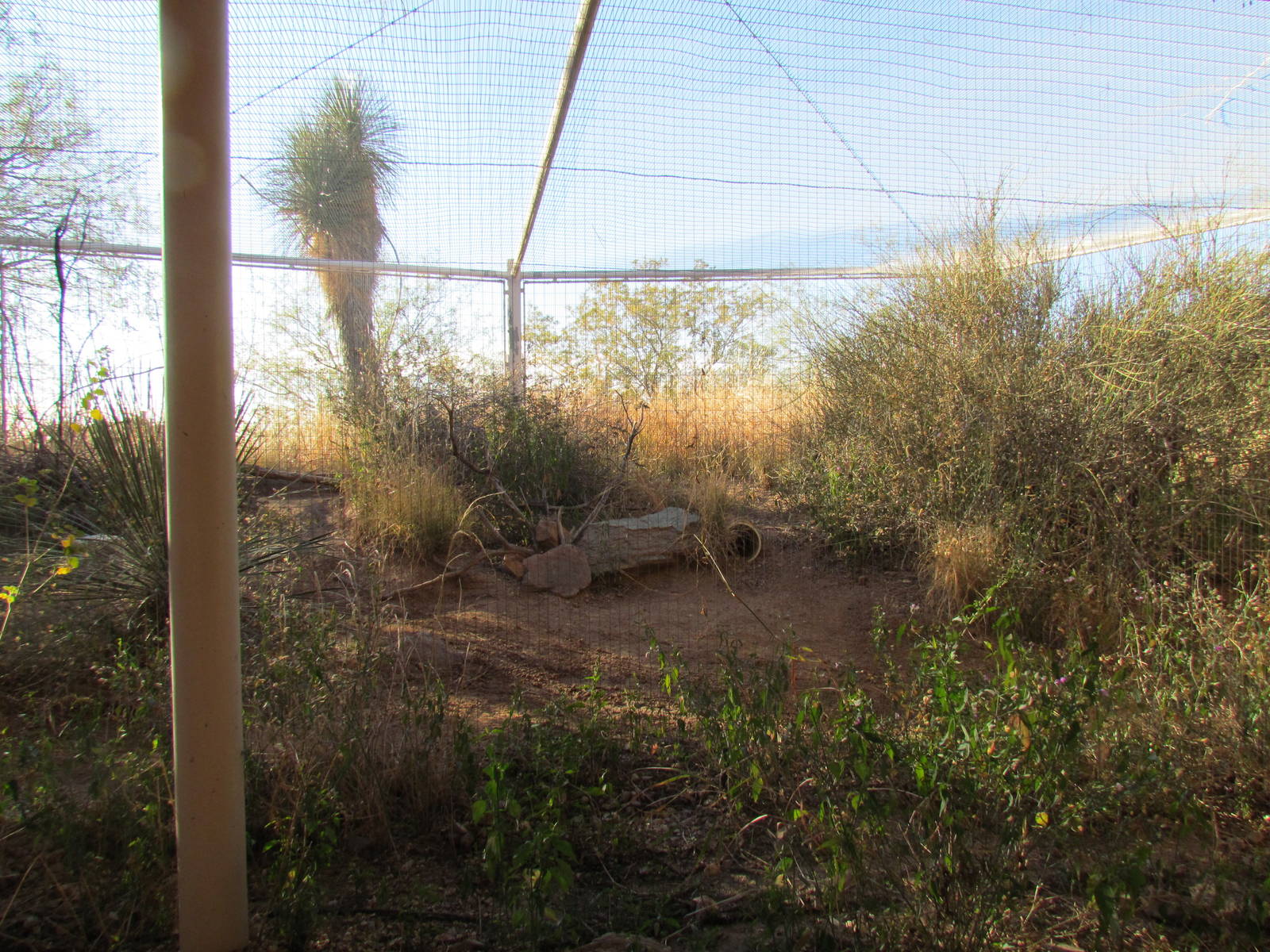 Desert Grasslands - Burrowing Owl Exhibit