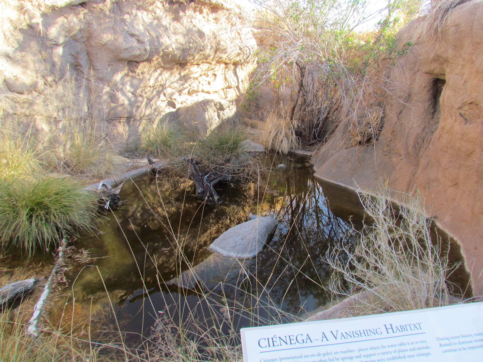 Desert Grasslands - Cienega