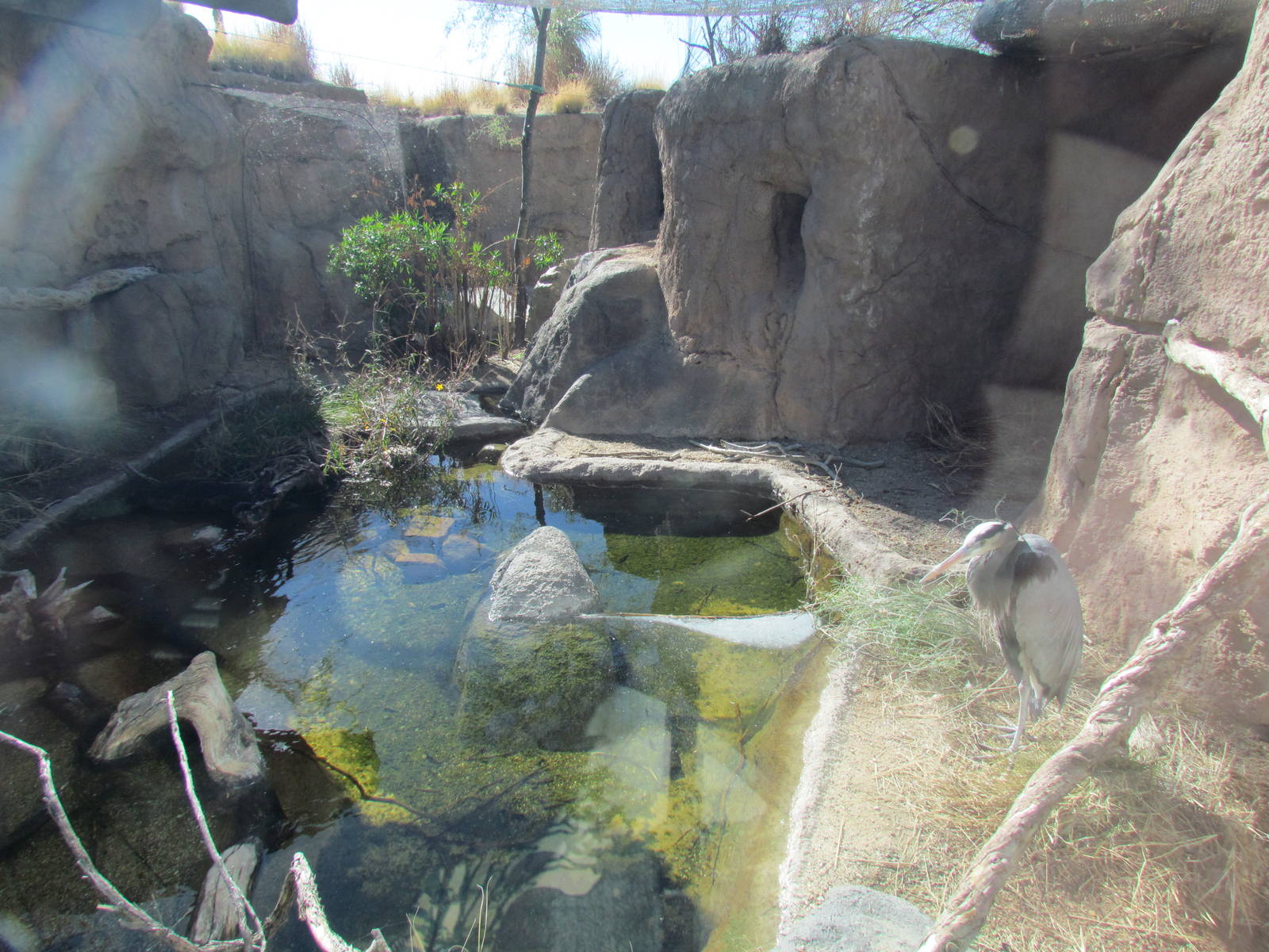 Desert Grasslands - Cienega
