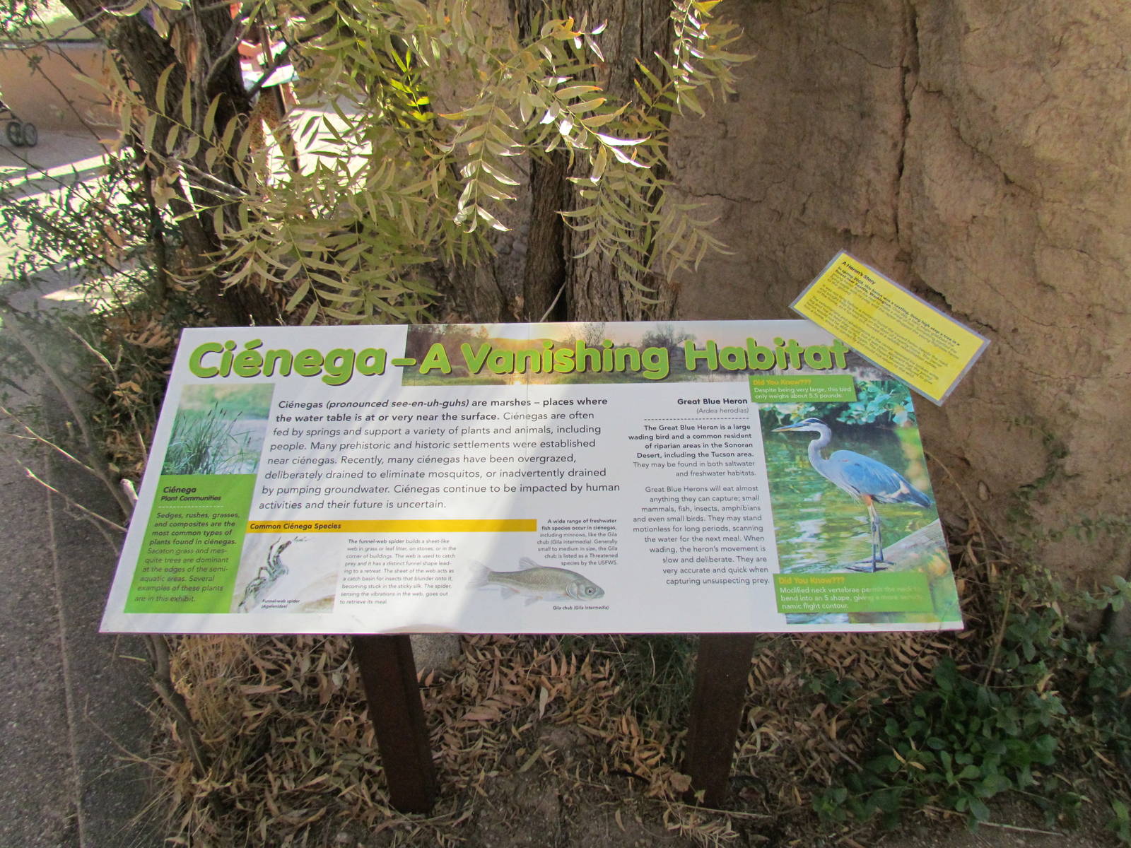 Desert Grasslands - Cienega