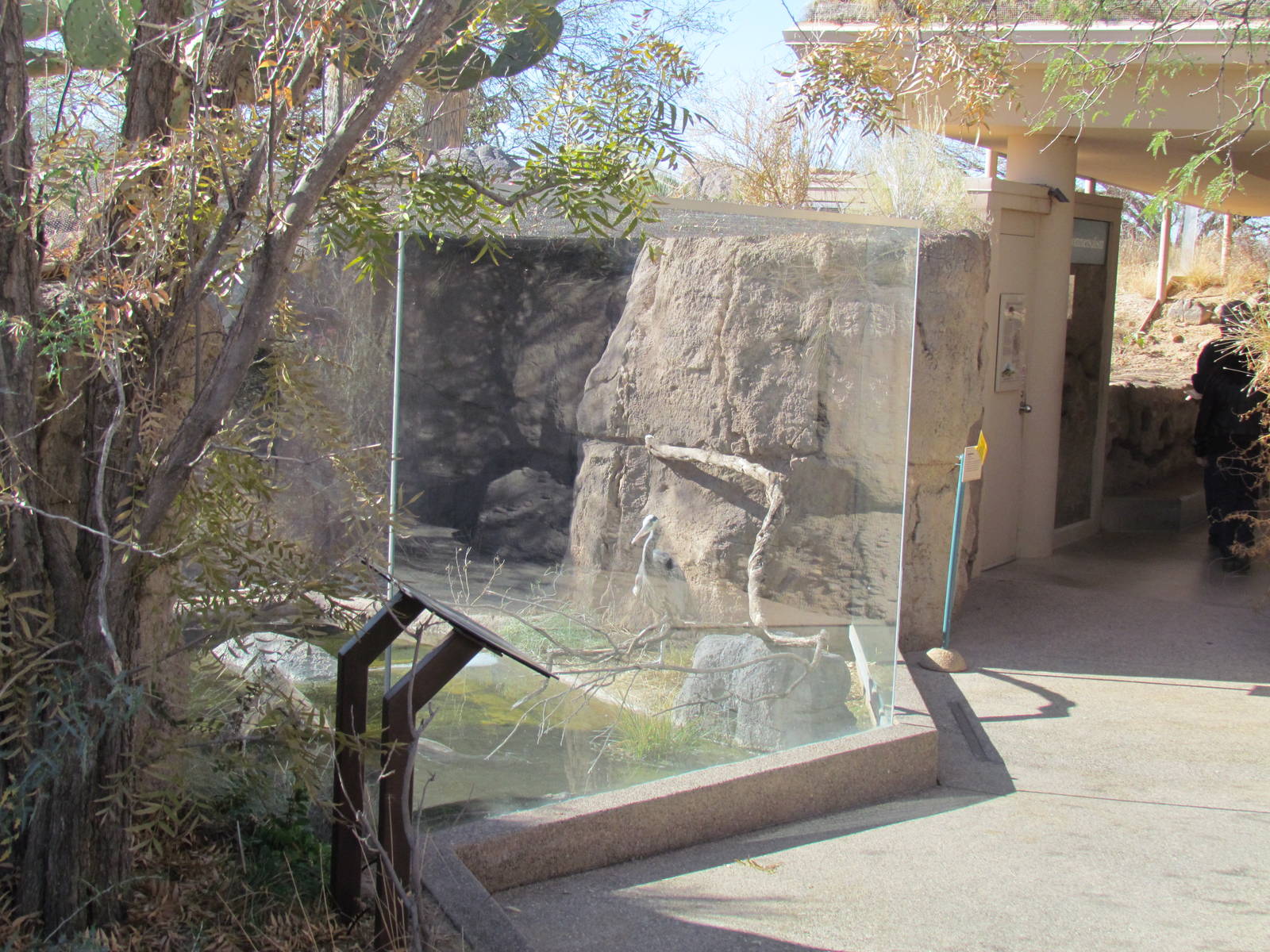Desert Grasslands - Cienega