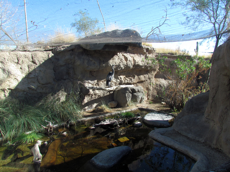 Desert Grasslands - Great Blue Heron Exhibit