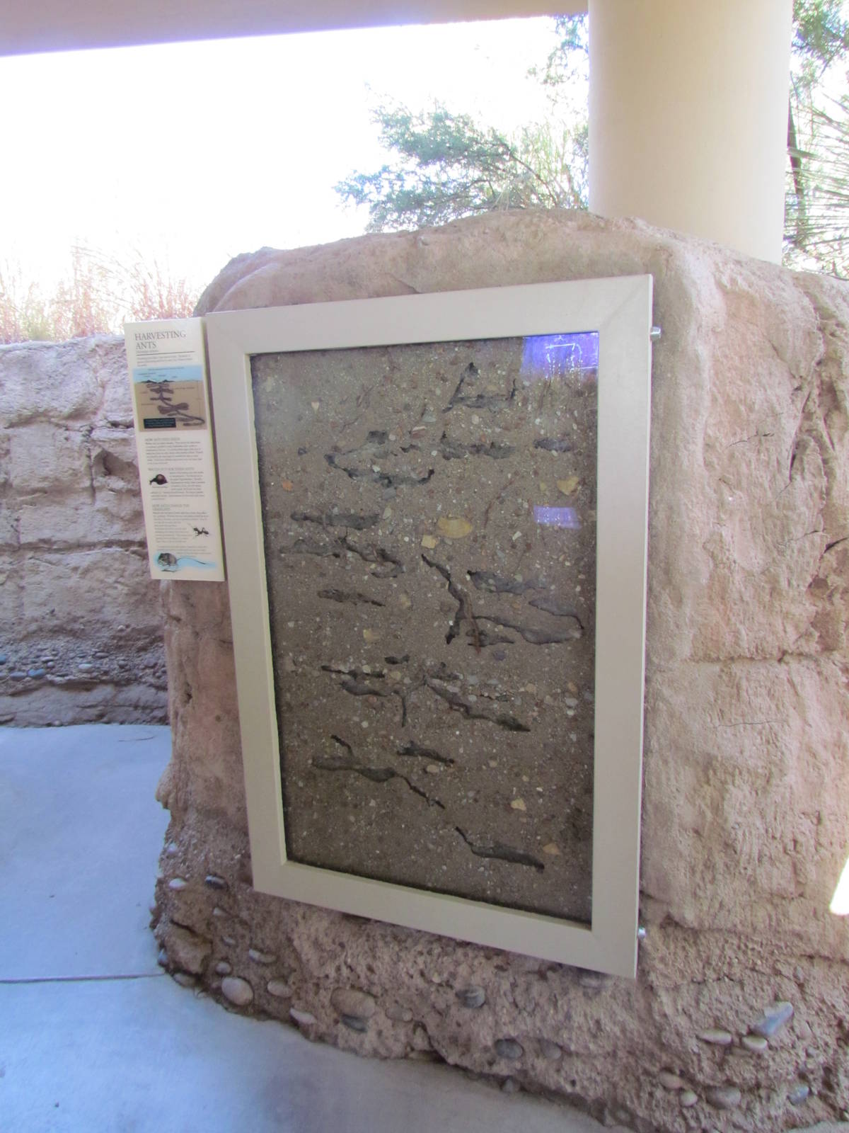 Desert Grasslands - Harvester Ant Display
