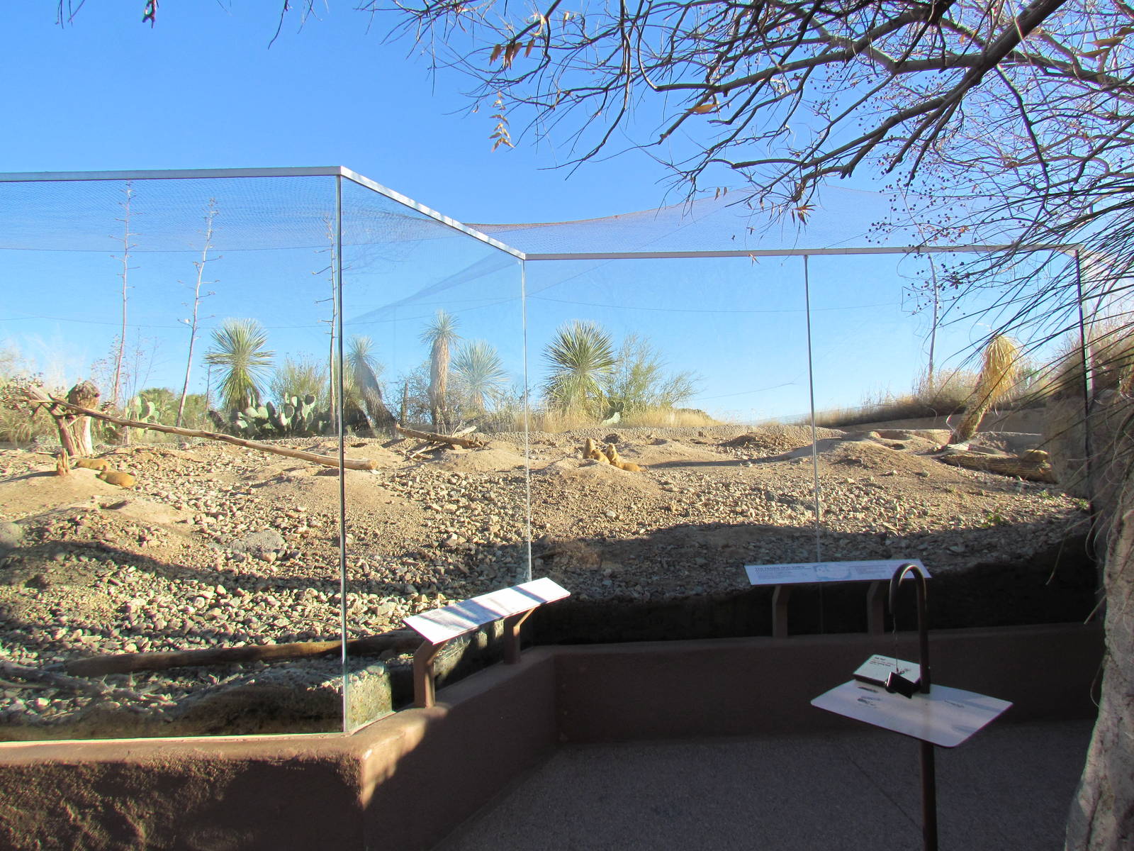 Desert Grasslands - Prairie Dog Exhibit