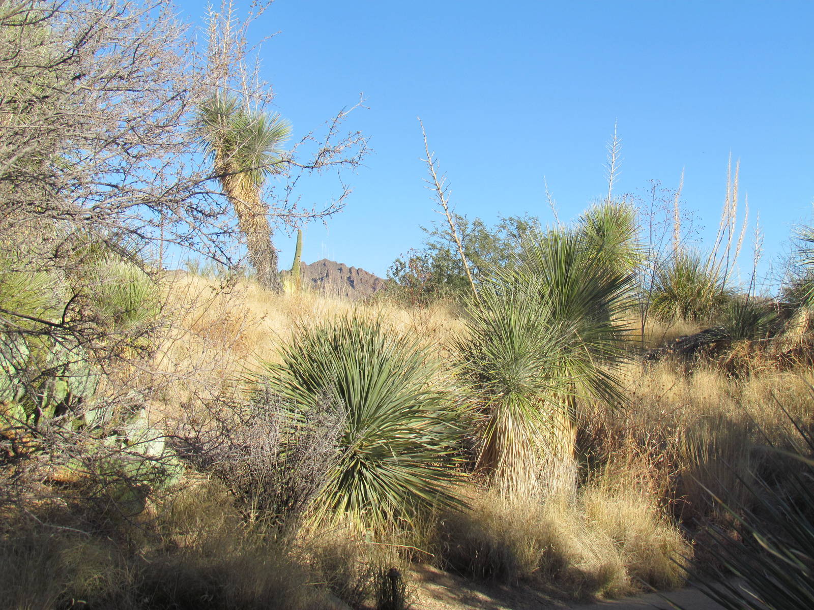 Desert Grasslands - Scenery