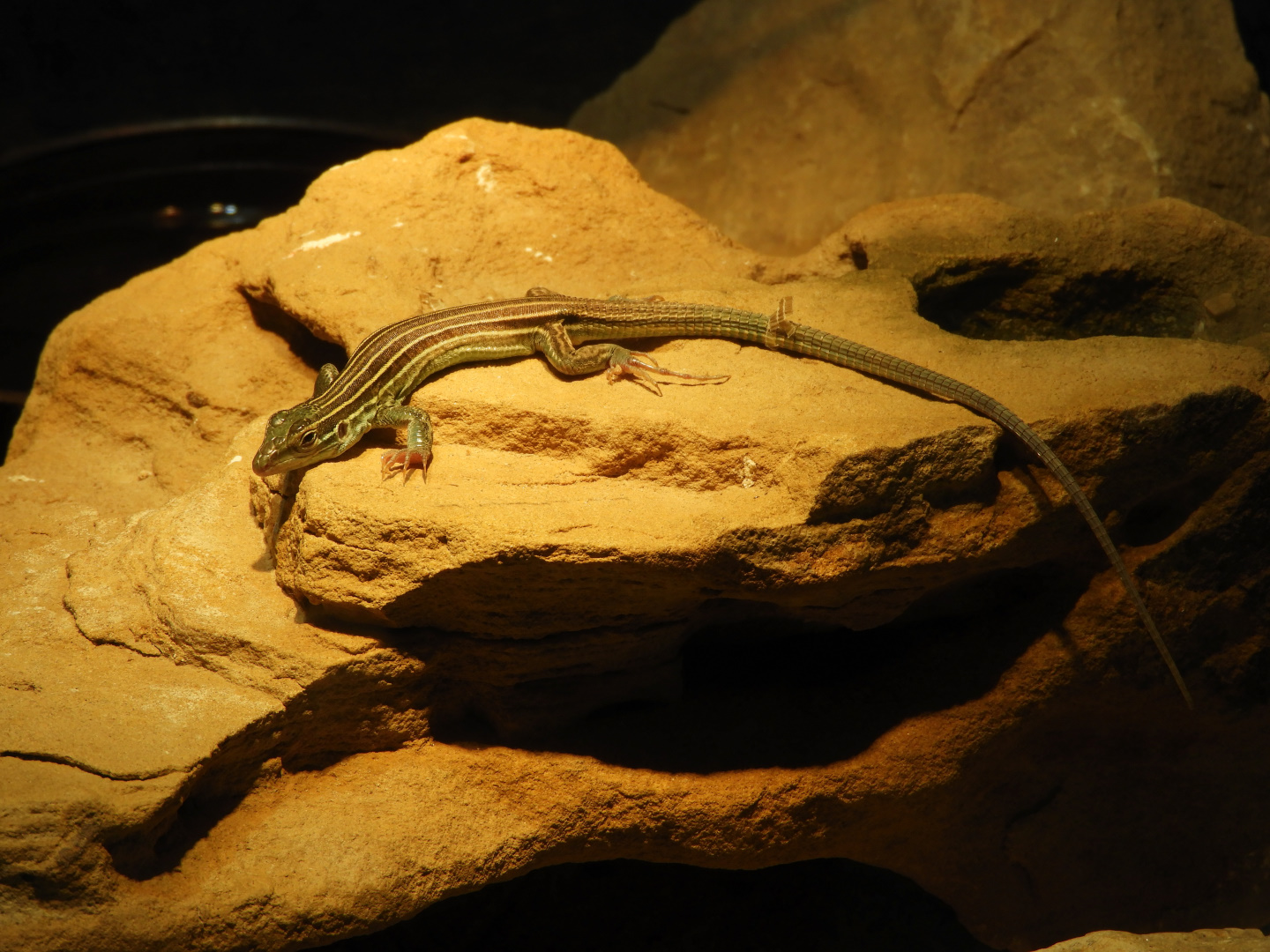 Desert Grasslands Whiptail Lizard (Aspidoscelis uniparens)