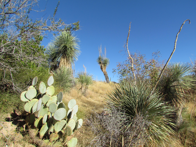 Desert Grasslands