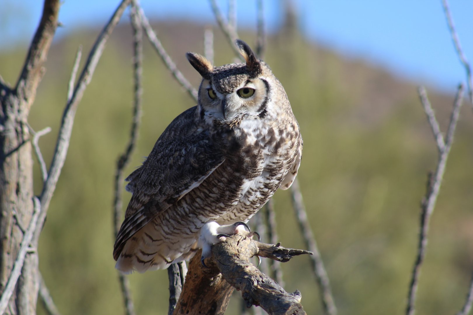 Desert Great Horned Owl
