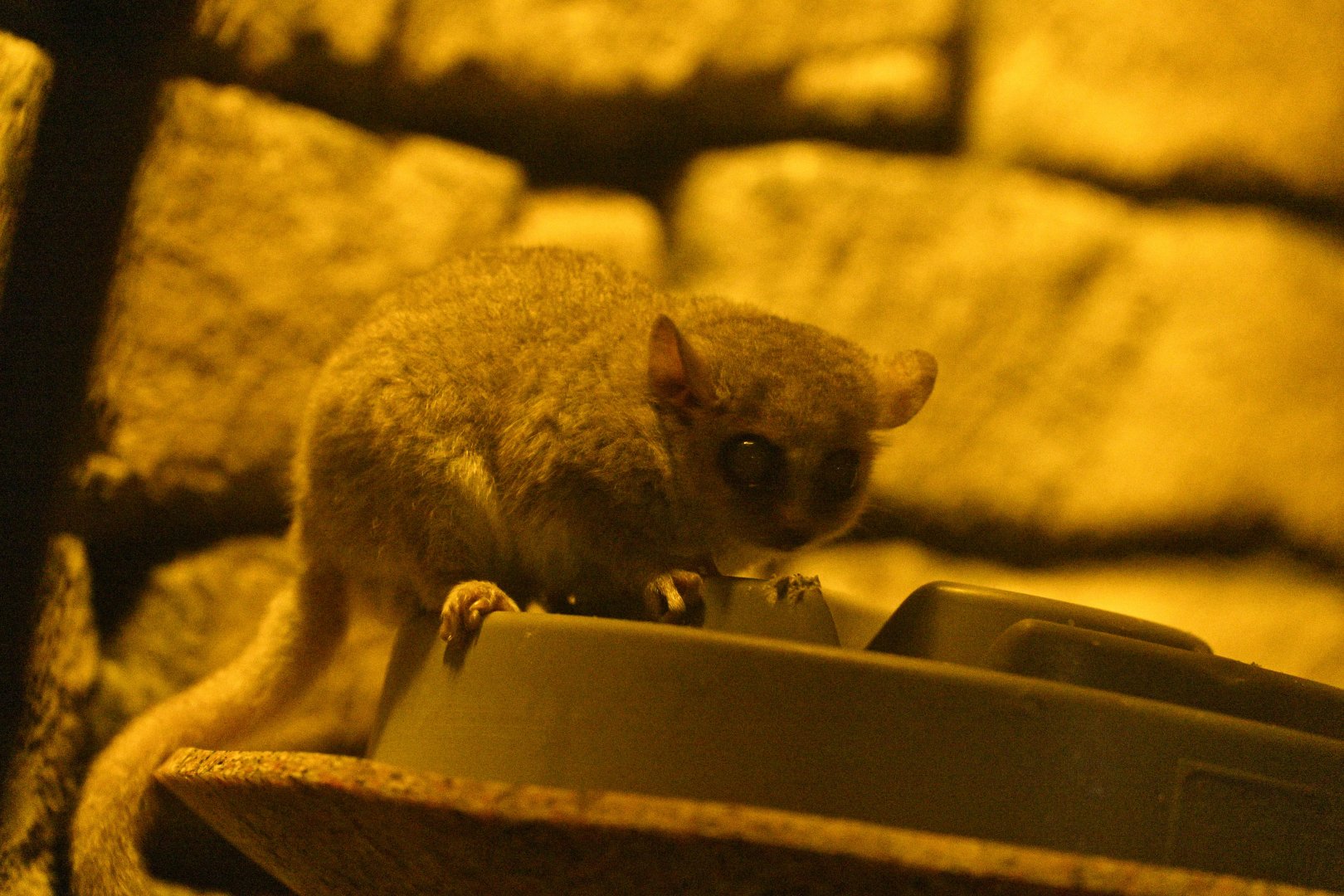 Desert - Grey Mouse Lemur (Microcebus murinus)
