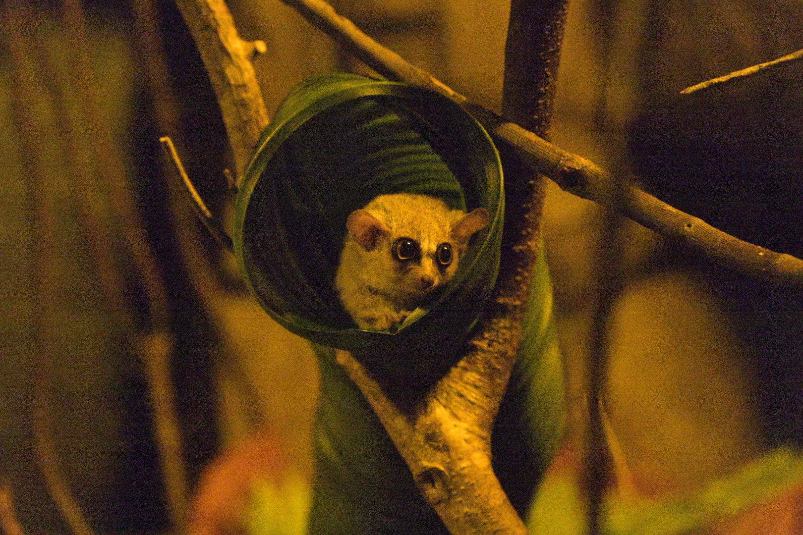 Desert - Grey Mouse Lemur (Microcebus murinus)
