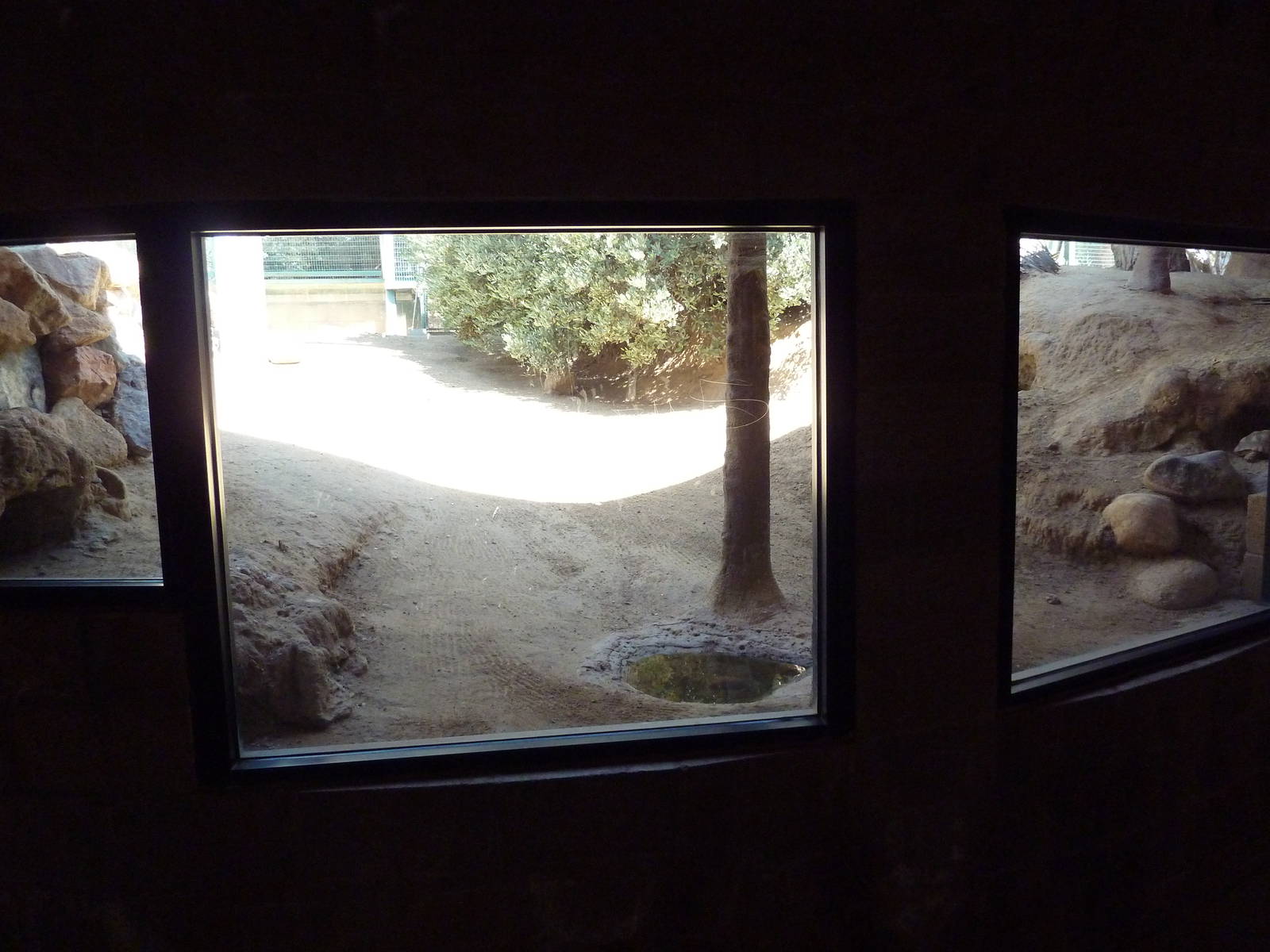 Desert Habitat (4 Species)