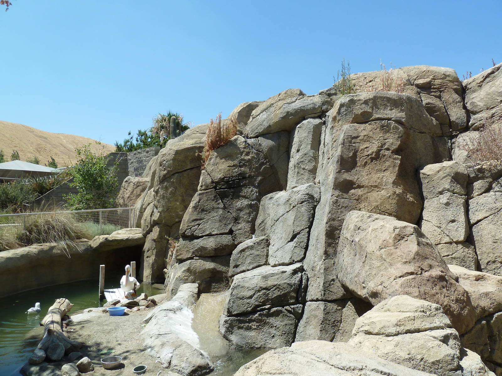 Desert Habitat (4 Species)